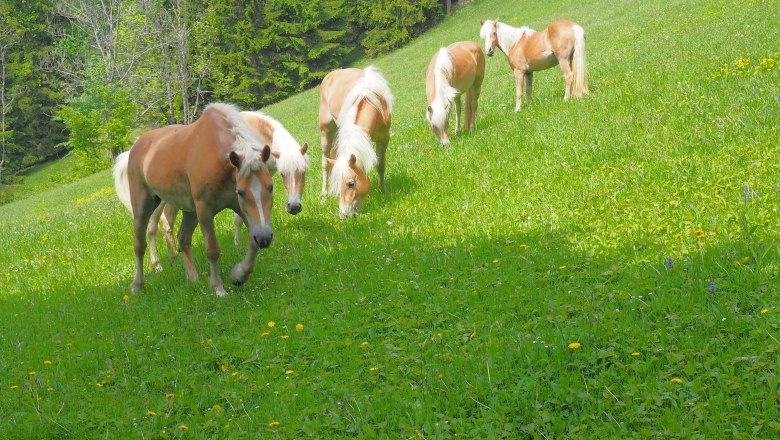 Spindlhof, © Spindlhof Spindlhof, © Spindlhof