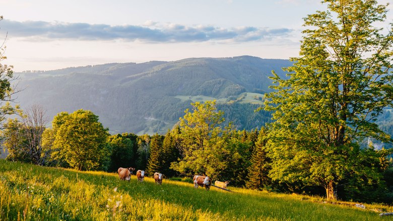 Nestelberg 17, © Sabine Wieser Nestelberg 17, © Sabine Wieser