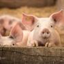 pension-kobichl_schweine, © Fred Lindmoser pension-kobichl_schweine, © Fred Lindmoser
