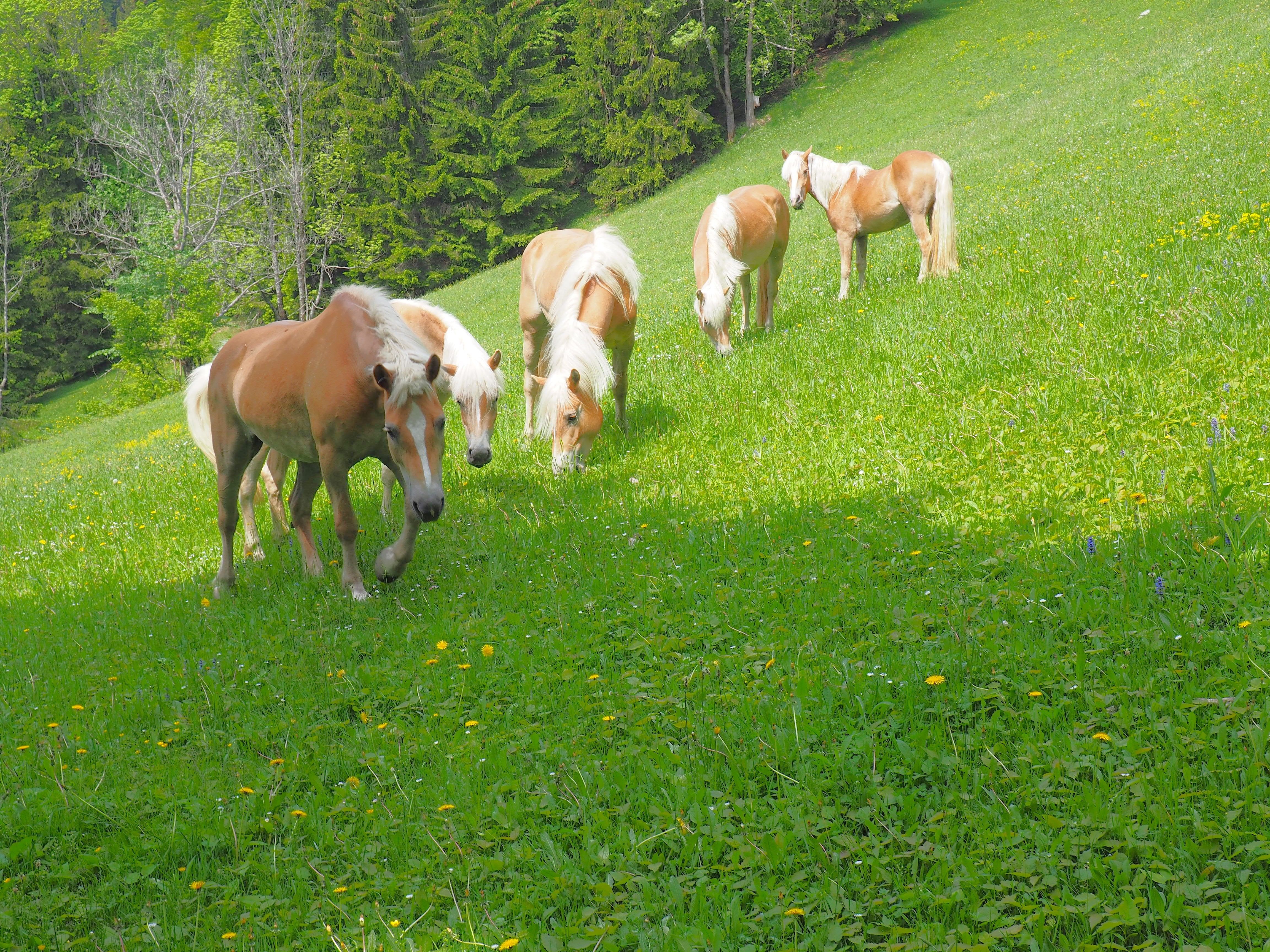 Spindlhof