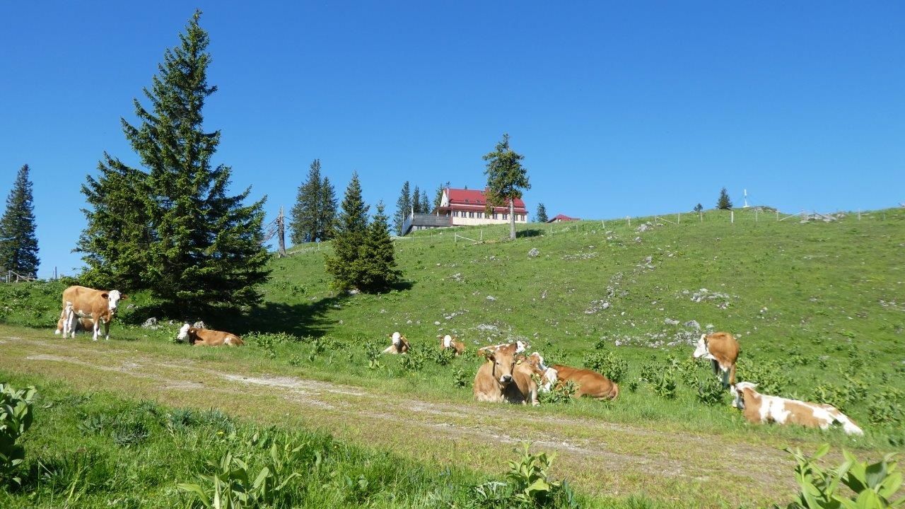 Sommerfrische auf der Alm