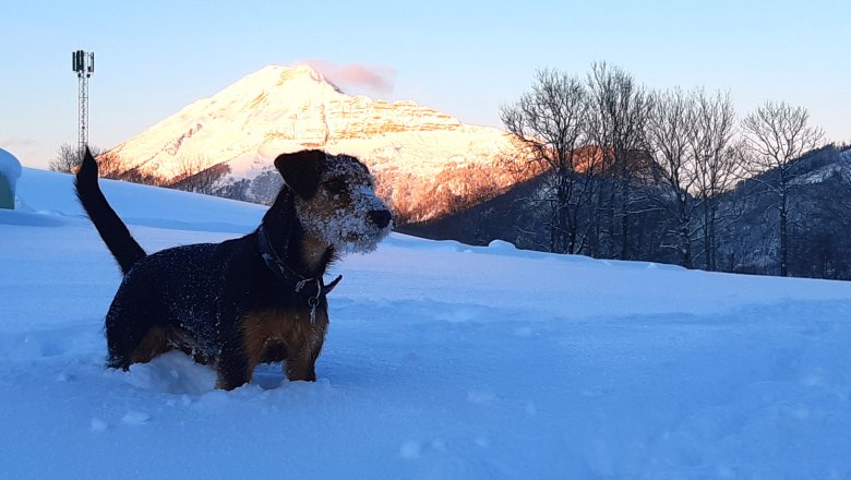 Winter at the H&ouml;chbauernhof, &copy; H&ouml;chbauernhof