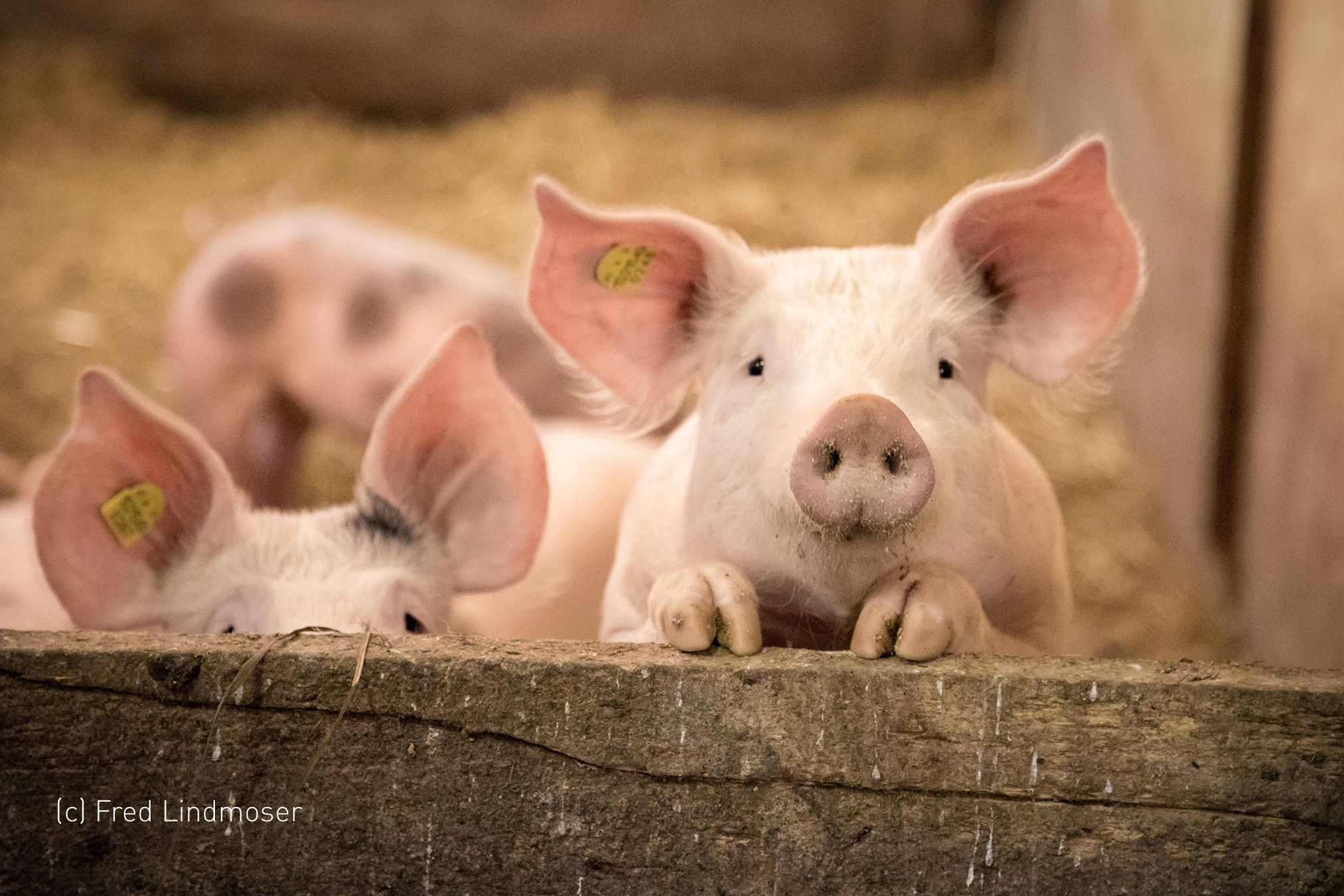 pension-kobichl_schweine