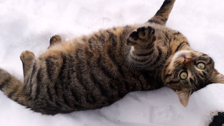 Winter at the H&ouml;chbauernhof, &copy; H&ouml;chbauernhof