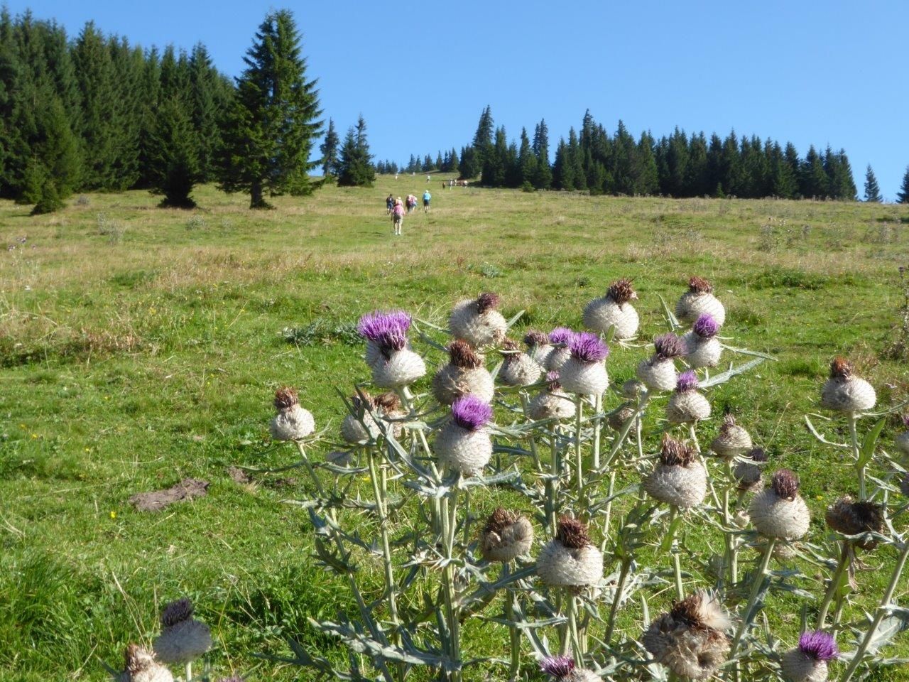 Kratzdistel auf der Gipfelwiese
