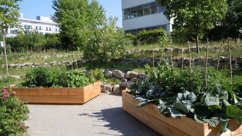 Raised beds with vegetables in the museum garden, surrounded by trees and a modern building in the background.