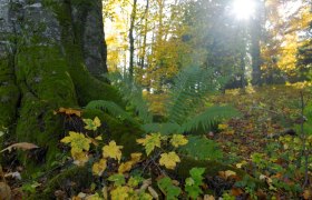 Ein moosbedeckter Baumstamm im Stiftspark Lilienfeld mit Farnen und Herbstlaub im Vordergrund, Sonnenlicht strahlt durch die Bäume.