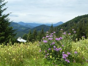 Delicate companions, &copy; Karl Schachinger
