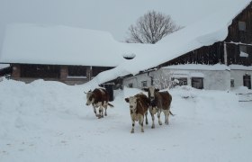 Höchbauernhof im Winter, © Höchbauer