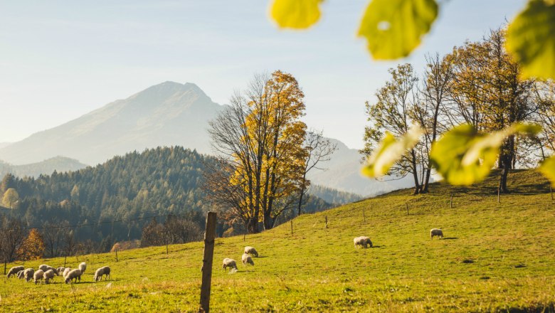 Herbst am Joachimsberg, © Fred Lindmoser