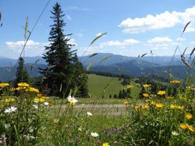 Colorful companions, &copy; Karl Schachinger