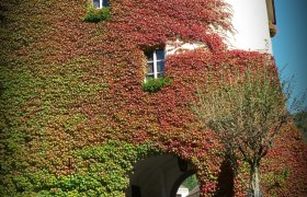 Ein historisches Geb&auml;ude mit Efeu bewachsen, das einen Torbogen hat.